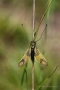 Langfühlerige Schmetterlingshaft (Libelloides longicornis)