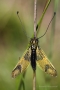 Langfühlerige Schmetterlingshaft (Libelloides longicornis)