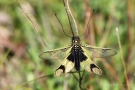 Langfühlerige Schmetterlingshaft (Libelloides longicornis)