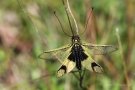 Langfühlerige Schmetterlingshaft (Libelloides longicornis)