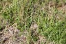 Langfühlerige Schmetterlingshaft (Libelloides longicornis)