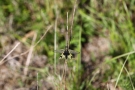 Langfühlerige Schmetterlingshaft (Libelloides longicornis)