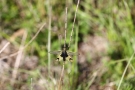 Langfühlerige Schmetterlingshaft (Libelloides longicornis)