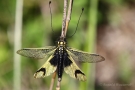 Langfühlerige Schmetterlingshaft (Libelloides longicornis)