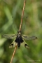 Langfühlerige Schmetterlingshaft (Libelloides longicornis)