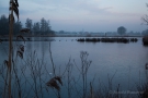 Rohrdommel-Projekt am Morgen