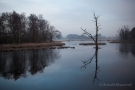 Toter Kormoranbaum im Rohdommel-Projekt am Morgen