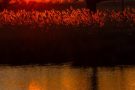 Sonnenuntergang am Rohrdommel-Projekt