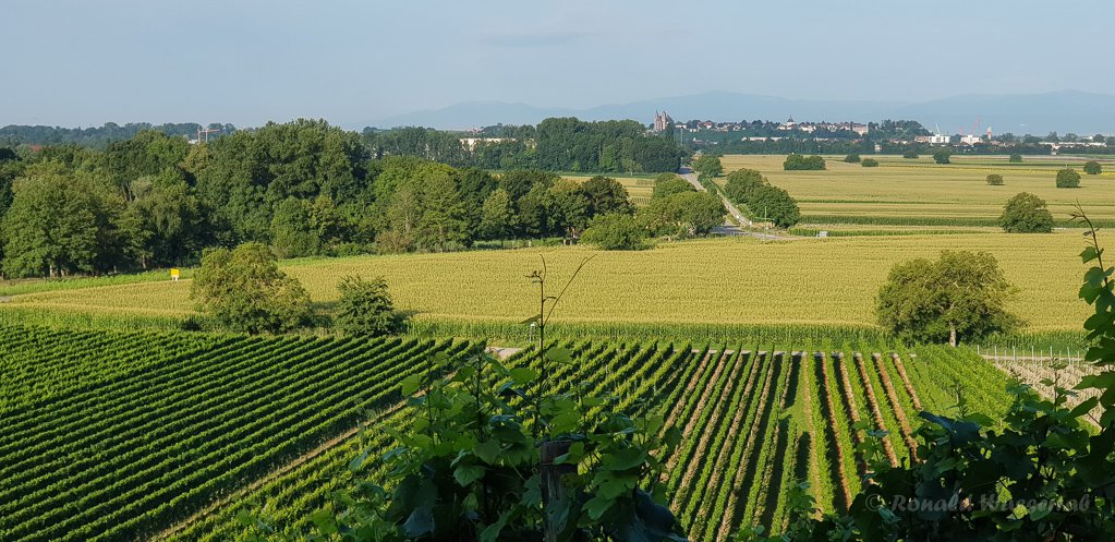 0020_20210730_081131_BlickVomWinklerberg