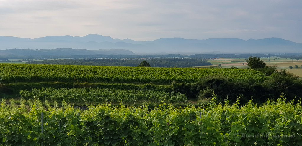 Blick auf die Vogesen