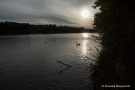 Abendstimmung am Oberrhein