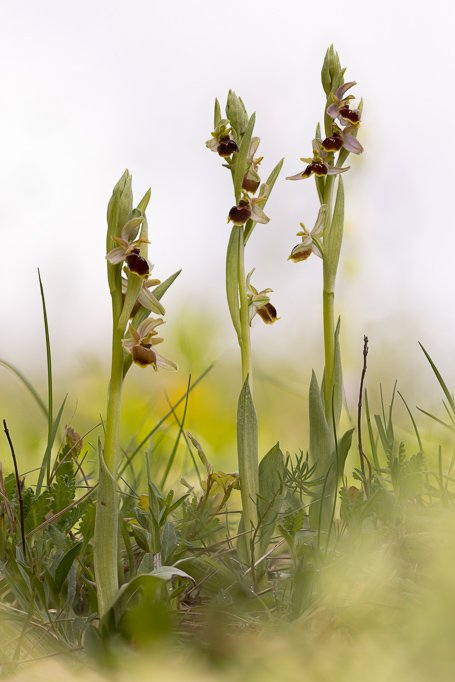 Hybriden aus Kleiner Spinnen-Ragwurz und Hummel-Ragwurz
