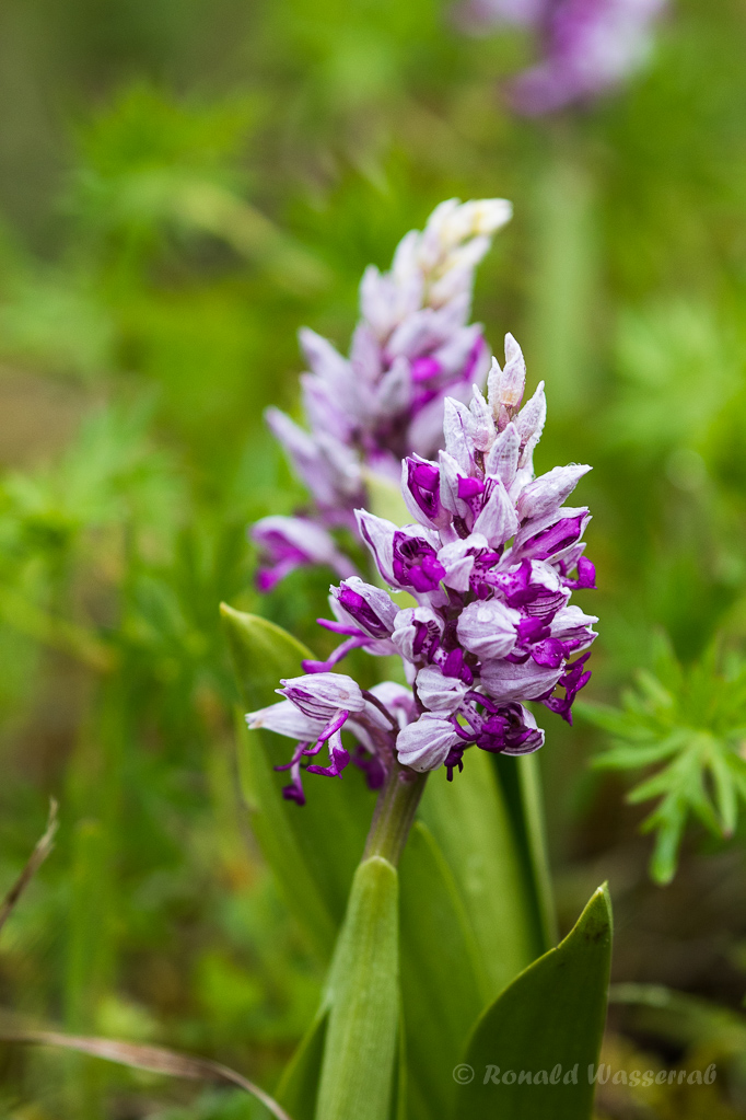 Helm-Knabenkraut (Orchis militaris)