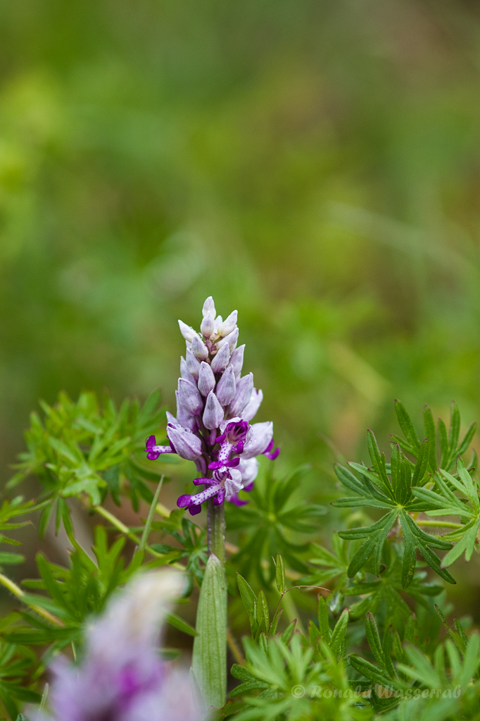 Helm-Knabenkraut (Orchis militaris)