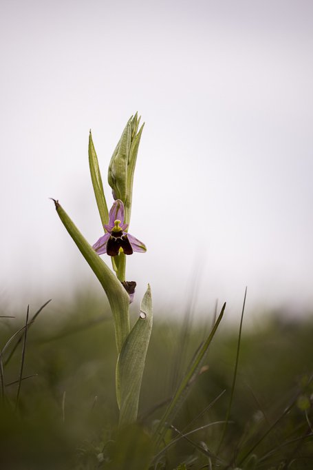 0430_R5W_1403-1413_InsectiferaXFuciflora