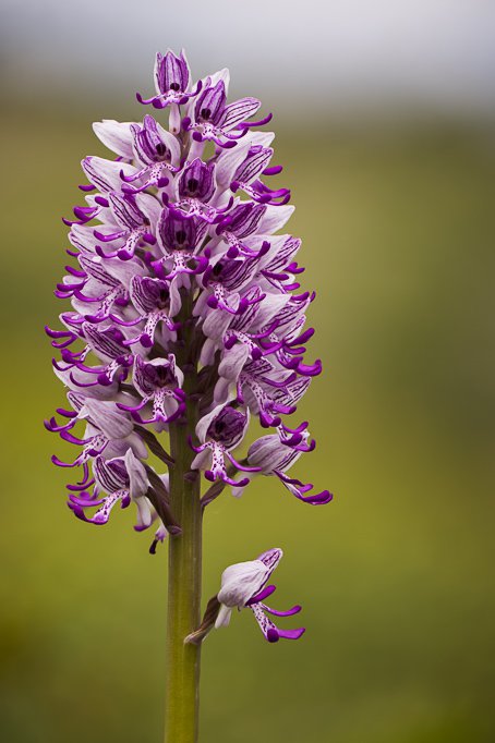 Hybride zwischen Helm-Knabenkraut und Affen-Knabenkraut (Orchis militaris X Orchis simia)