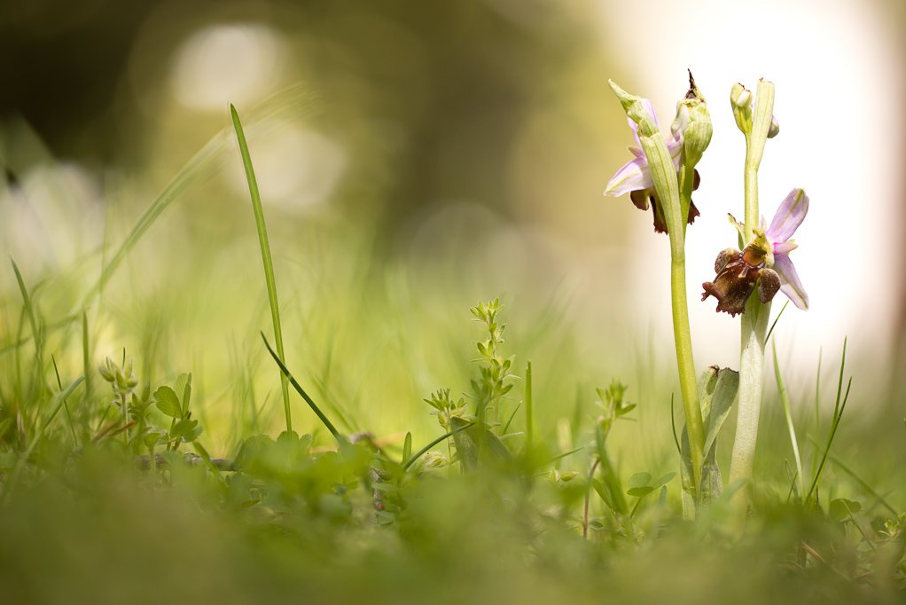 Hummel-Hybride am Deutschen Soldatenfriedhof Bergheim