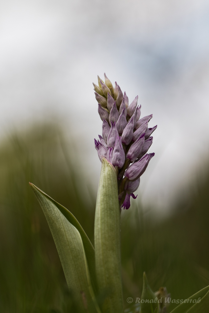 Helm-Knabenkraut (Orchis militaris)