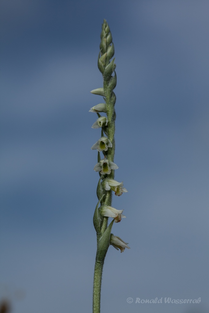 Herbst-Drehwurz (Spiranthes spiralis)rai