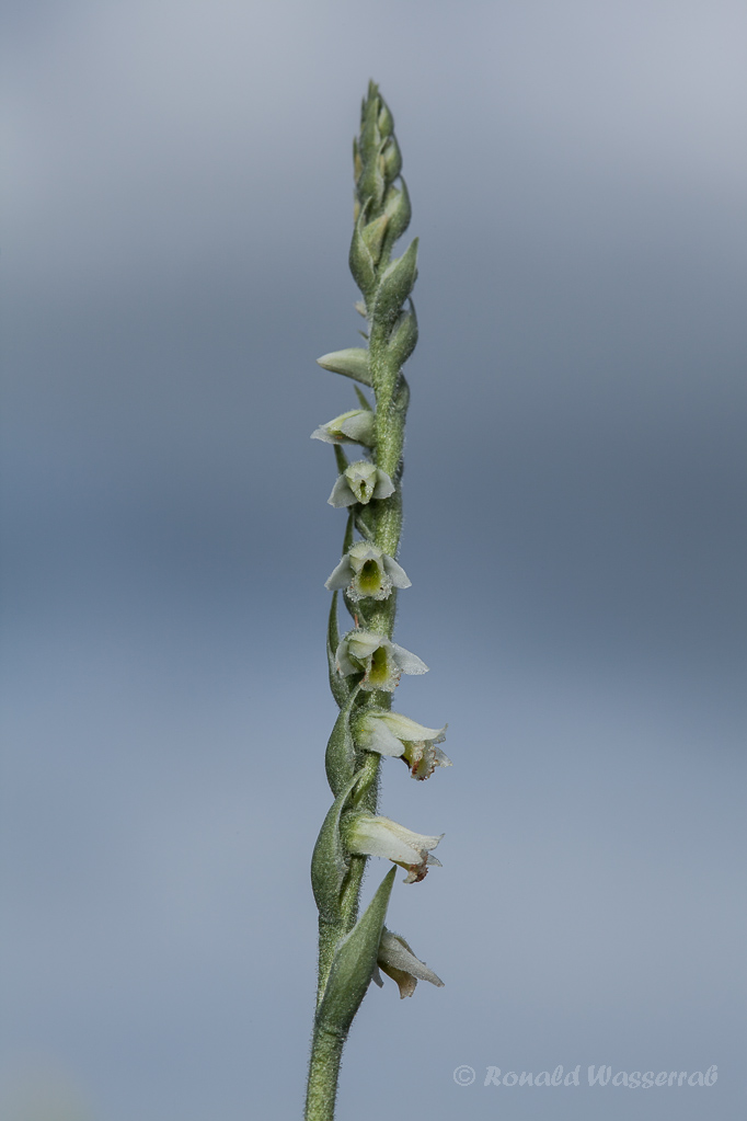 Herbst-Drehwurz (Spiranthes spiralis)
