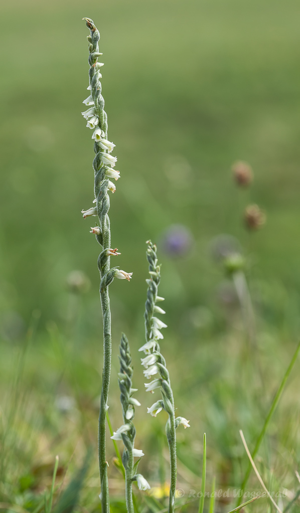 Herbst-Drehwurz (Spiranthes spiralis)