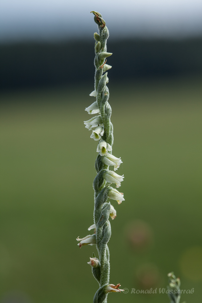 Herbst-Drehwurz (Spiranthes spiralis)