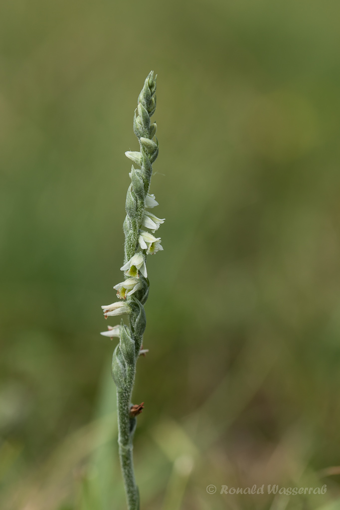 Herbst-Drehwurz (Spiranthes spiralis)