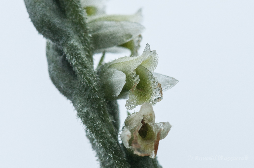 Blüte der Herbst-Drehwurz (Spiranthes spiralis)