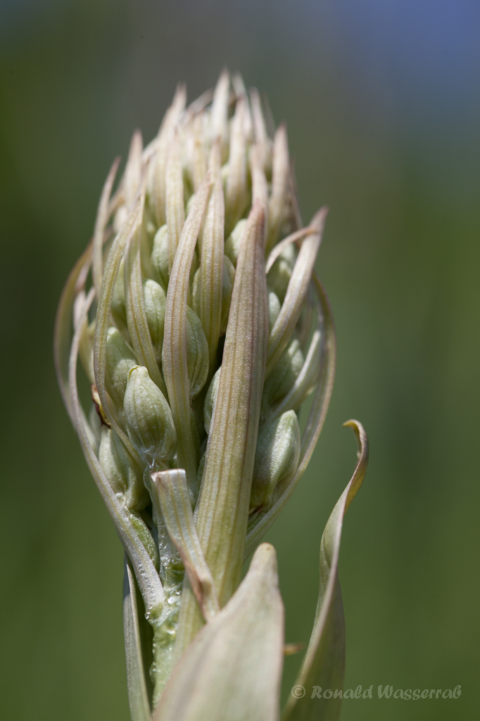 Bocksriemenzunge (Himantoglossum hircinum)