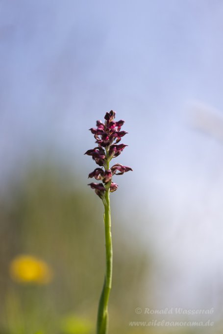 Wanzenknabenkraut (Anacamptis coriophora)