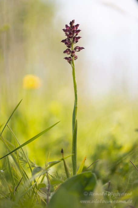 Wanzenknabenkraut (Anacamptis coriophora)
