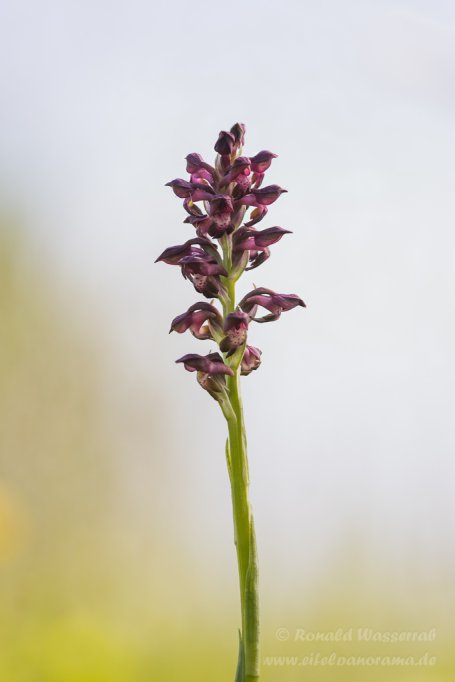 Wanzenknabenkraut (Anacamptis coriophora)