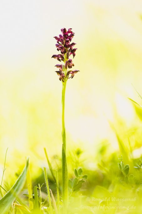 Wanzenknabenkraut (Anacamptis coriophora)