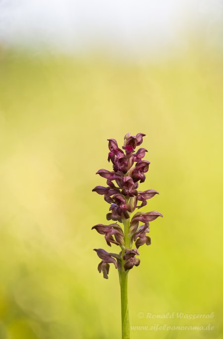 Wanzenknabenkraut (Anacamptis coriophora)