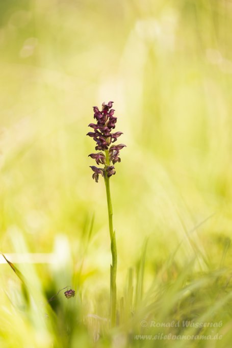 Wanzenknabenkraut (Anacamptis coriophora)