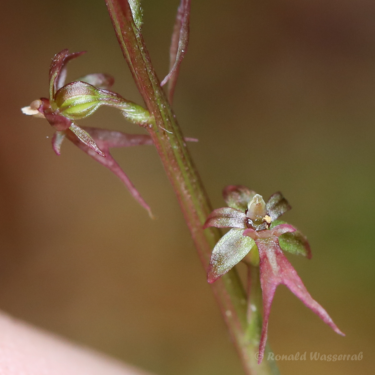 Kleines Zweiblatt (Listera cordata, Syn.: Neottia cordata)