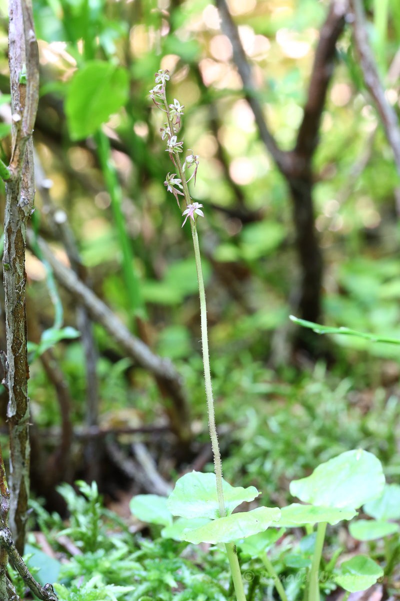 Kleines Zweiblatt (Listera cordata, Syn.: Neottia cordata)