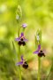 Hummel-Ragwurz (Ophrys holoserica)