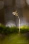 Widerbart (Epipogium aphyllum)