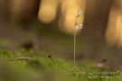 Widerbart (Epipogium aphyllum)