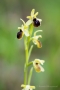 Kleine Spinnen-Ragwurz (Ophrys araneola)