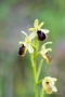 Kleine Spinnen-Ragwurz (Ophrys araneola)