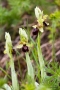 Große Spinnen-Ragwurz (Ophrys sphegodes)