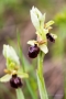 Große Spinnen-Ragwurz (Ophrys sphegodes)