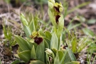 Große Spinnen-Ragwurz (Ophrys sphegodes)