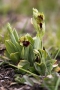 Große Spinnen-Ragwurz (Ophrys sphegodes)