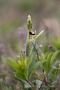 Fliegen-Ragwurz (Ophrys insectifera)