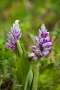 Helm-Knabenkraut (Orchis militaris)