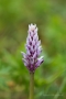 Helm-Knabenkraut (Orchis militaris)