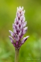 Helm-Knabenkraut (Orchis militaris)